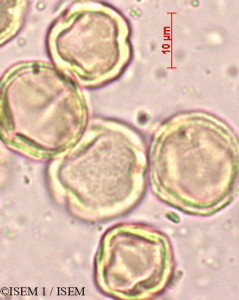 Macaranga peltata - lame n° 3900